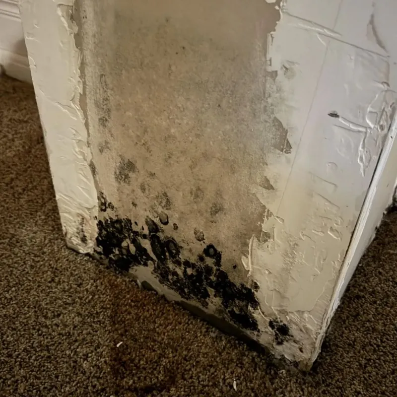 Professional Mold Removal in Hoback, WY